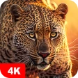 Fonds d'écran avec des animaux icon