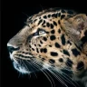 Cheetah Leopard Wallpaper icon