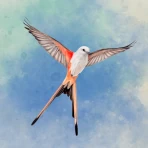 Wingspan (ウイングスパン) icon