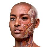 Complete Anatomy icon
