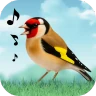 Vogelstimmen icon