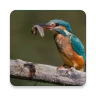 Birds Of Europe Guide icon