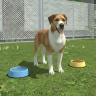 pet kingdom animal simulatore icon