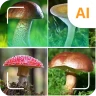 Pilzidentifikator icon
