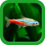 熱帯魚育成「ミニアクア」癒しのアクアリウム体験 icon