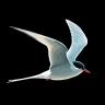 Le Guide Ornitho icon