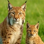 Animal Game: Hayvan Simülatörü icon