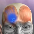 Muskel Triggerpunkte Anatomie icon