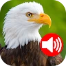 Animal Ringtones icon