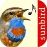 Vogelstimmen Id - Ruf + Gesang icon