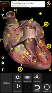 Anatomie - 3D Atlas screenshot 3