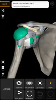 Anatomie - 3D Atlas screenshot 4