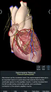 Essential Anatomy 5 screenshot 4