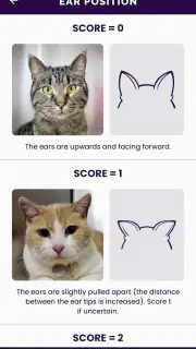 Feline Grimace Scale screenshot 2