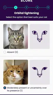 Feline Grimace Scale screenshot 4
