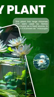 Florify: AI Plant Identifier screenshot 2