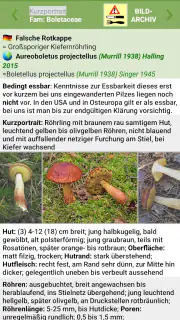 Meine Pilze (Pilzbestimmung) screenshot 6