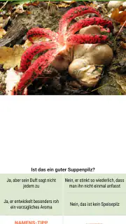 Meine Pilze (Pilzbestimmung) screenshot 8