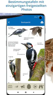 NABU Vogelwelt Vögel Bestimmen screenshot 3