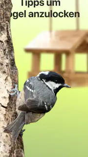 Picture Bird - Vögel bestimmen screenshot 5