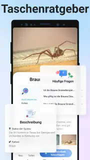 Picture Insect - Insekten ID screenshot 5