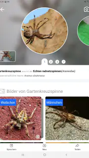 Picture Insect - Insekten ID screenshot 8