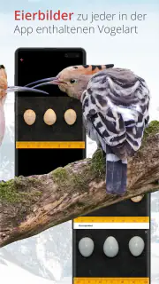 Vogelführer Birdlife Schweiz screenshot 8