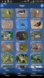 Vogelstimmen Id - Ruf + Gesang screenshot 3