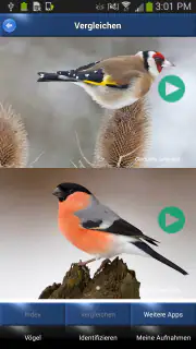 Vogelstimmen Id - Ruf + Gesang screenshot 4