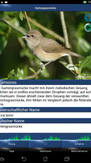 Vogelstimmen Id - Ruf + Gesang screenshot 7