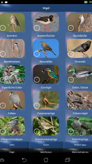 Vogelstimmen Id - Ruf + Gesang screenshot 8