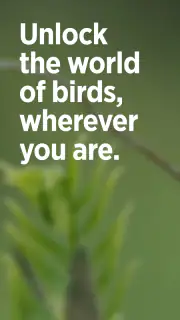 Audubon Bird Guide screenshot 1