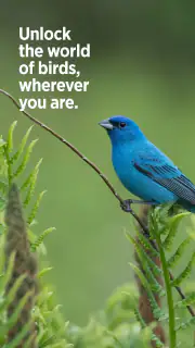 Audubon Bird Guide screenshot 7
