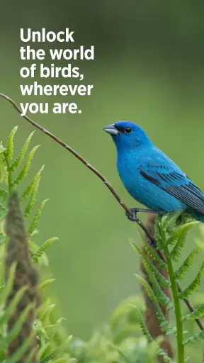 Audubon Bird Guide screenshot