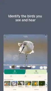 Audubon Bird Guide screenshot 8
