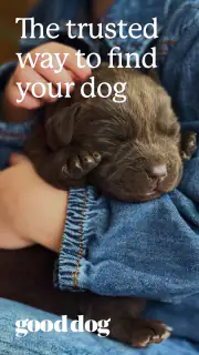 Good Dog: Find Your Puppy screenshot 1