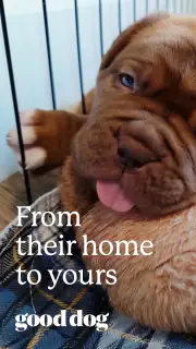 Good Dog: Find Your Puppy screenshot 7