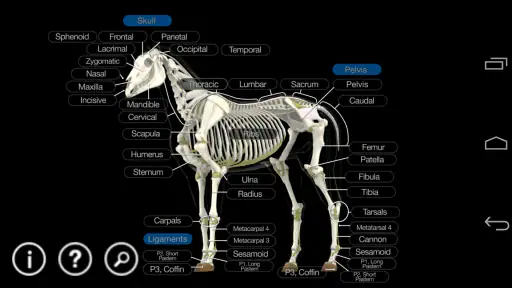 Horse Anatomy: Equine 3D screenshot 2