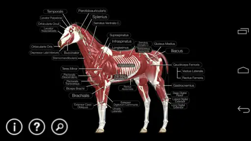 Horse Anatomy: Equine 3D screenshot 3