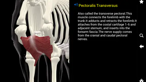 Horse Anatomy: Equine 3D screenshot 4