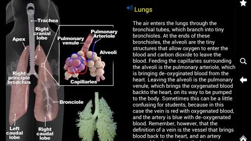 Horse Anatomy: Equine 3D screenshot 5