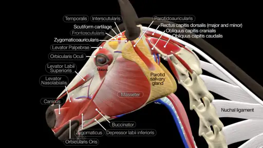 Horse Anatomy: Equine 3D screenshot 6