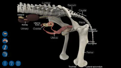 Horse Anatomy: Equine 3D screenshot 7