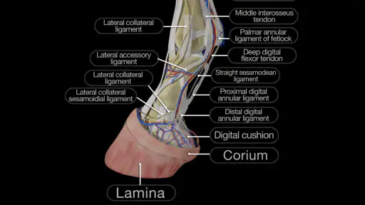 Horse Anatomy: Equine 3D screenshot 8