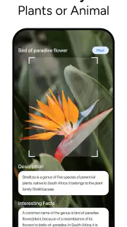 Lens AI & Reverse Image Search screenshot 2