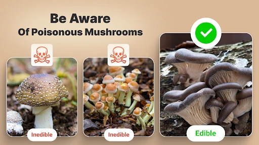 Mushroom Identification screenshot