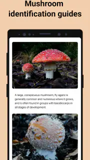 Picture Mushroom - Mushroom ID screenshot 4