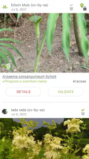 PlantNet Plant Identification screenshot 4