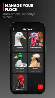 RUN-CHICKEN screenshot 6