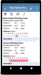 Sibley Birds 2nd Edition screenshot 5